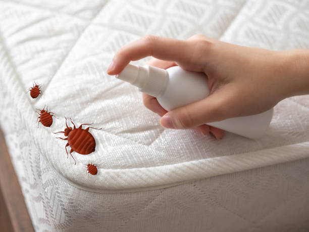 Best Spider Control Near Me  in Oceana, WV